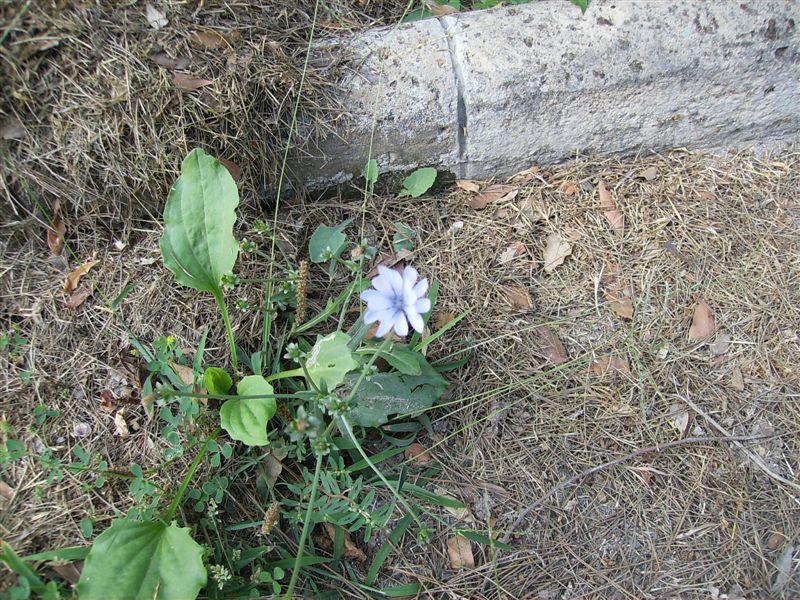 Cichorium intybus e Plantago major